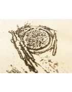 Engravings