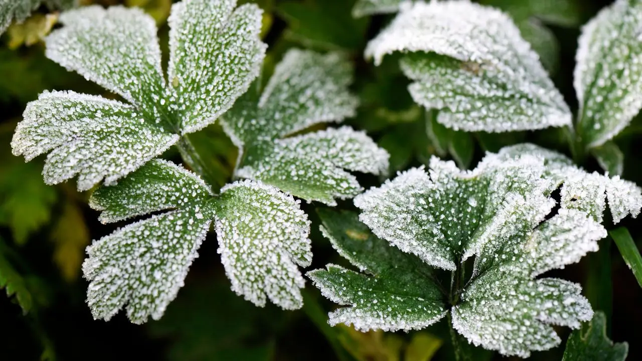 Proteggi le piante dal gelo: ecco quando e come coprirle per non ucciderle