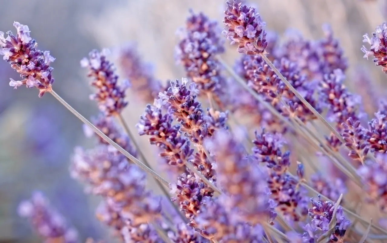 Cosa allontana la lavanda? Ecco la verità su questa pianta che molti non conoscono