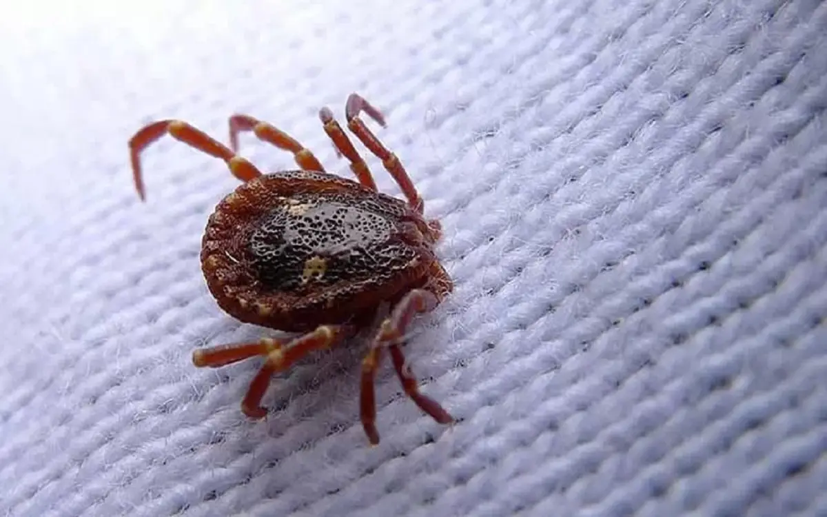 Ti svegli con queste bollicine? Potrebbero essere acari: ecco come riconoscerle