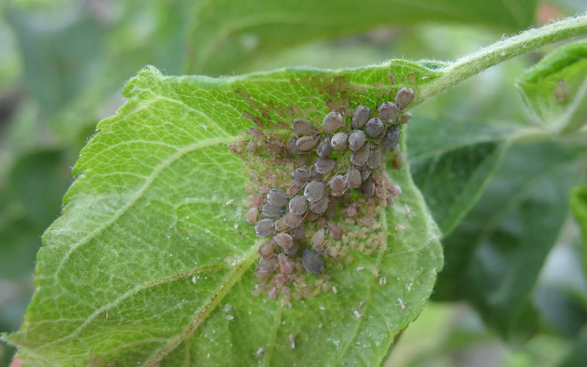 Attenzione se spuntano funghi nei vasi delle tue piante: ecco cosa significa davvero