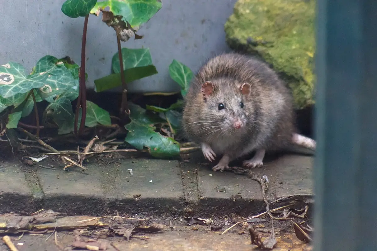 Ratti in condominio? Ecco cosa dice la legge sull’obbligo di derattizzazione