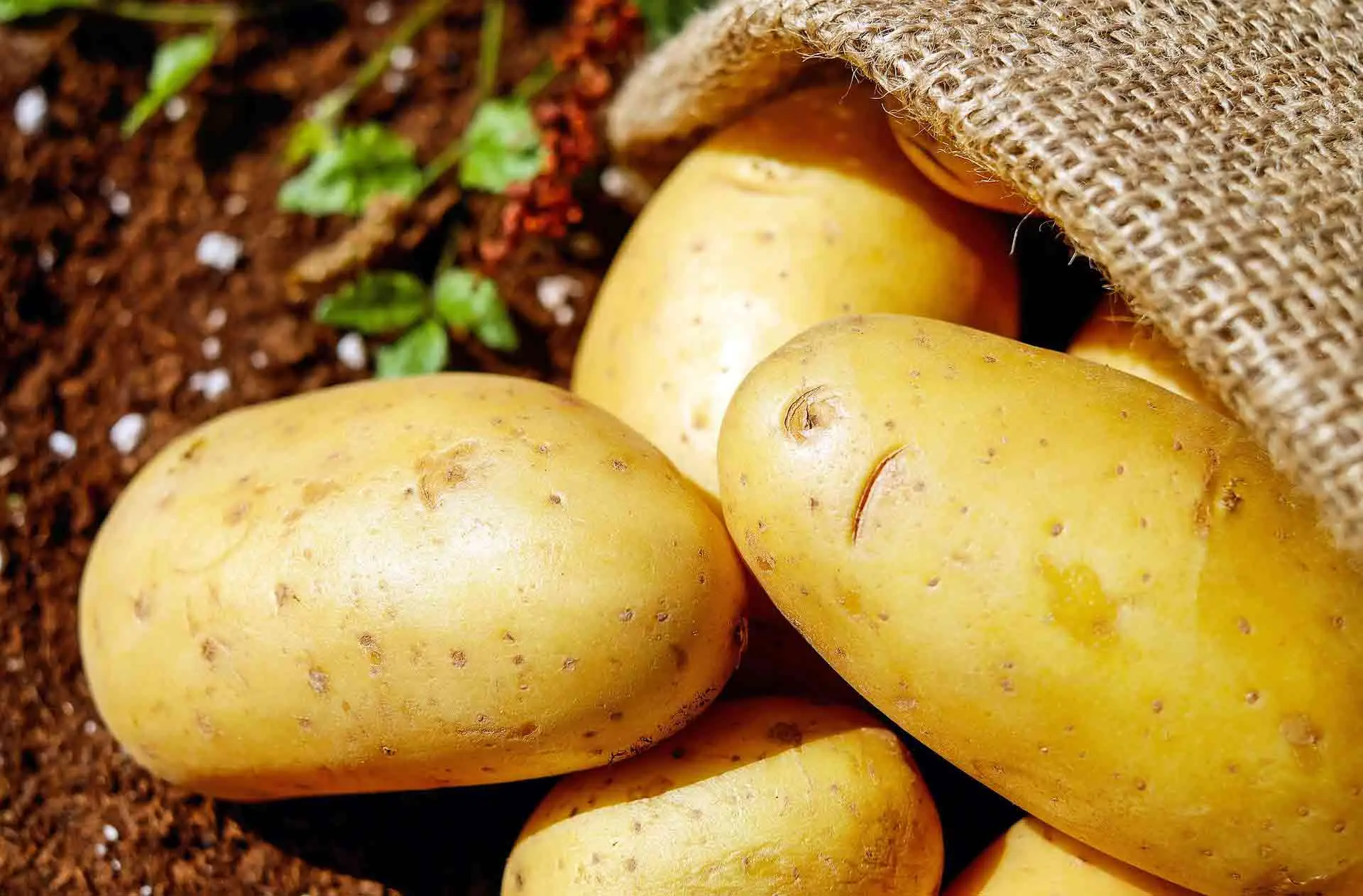 Hai sempre sbagliato a piantare le patate: ecco quante metterne esattamente in ogni buca